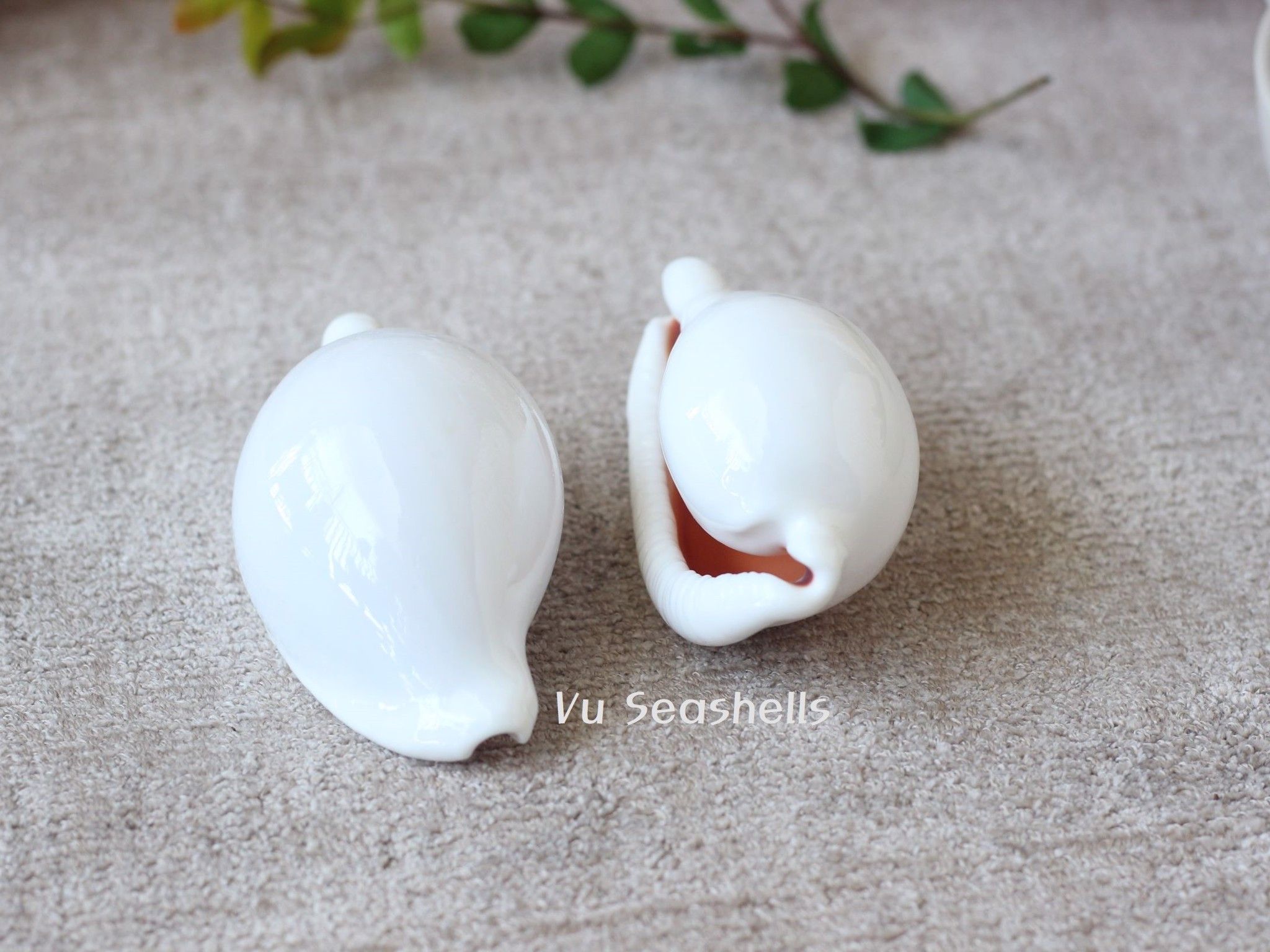  Vỏ Ốc Cò Trắng/Egg Cowry Shell (1 vỏ) 