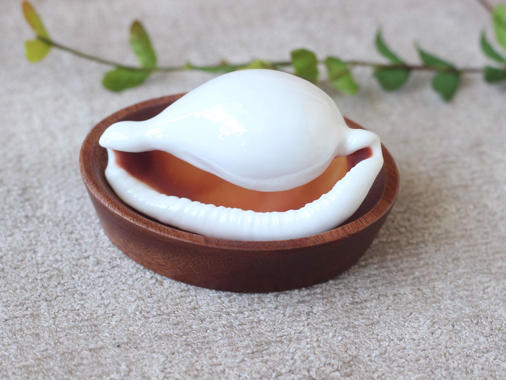  Vỏ Ốc Cò Trắng/Egg Cowry Shell (1 vỏ) 