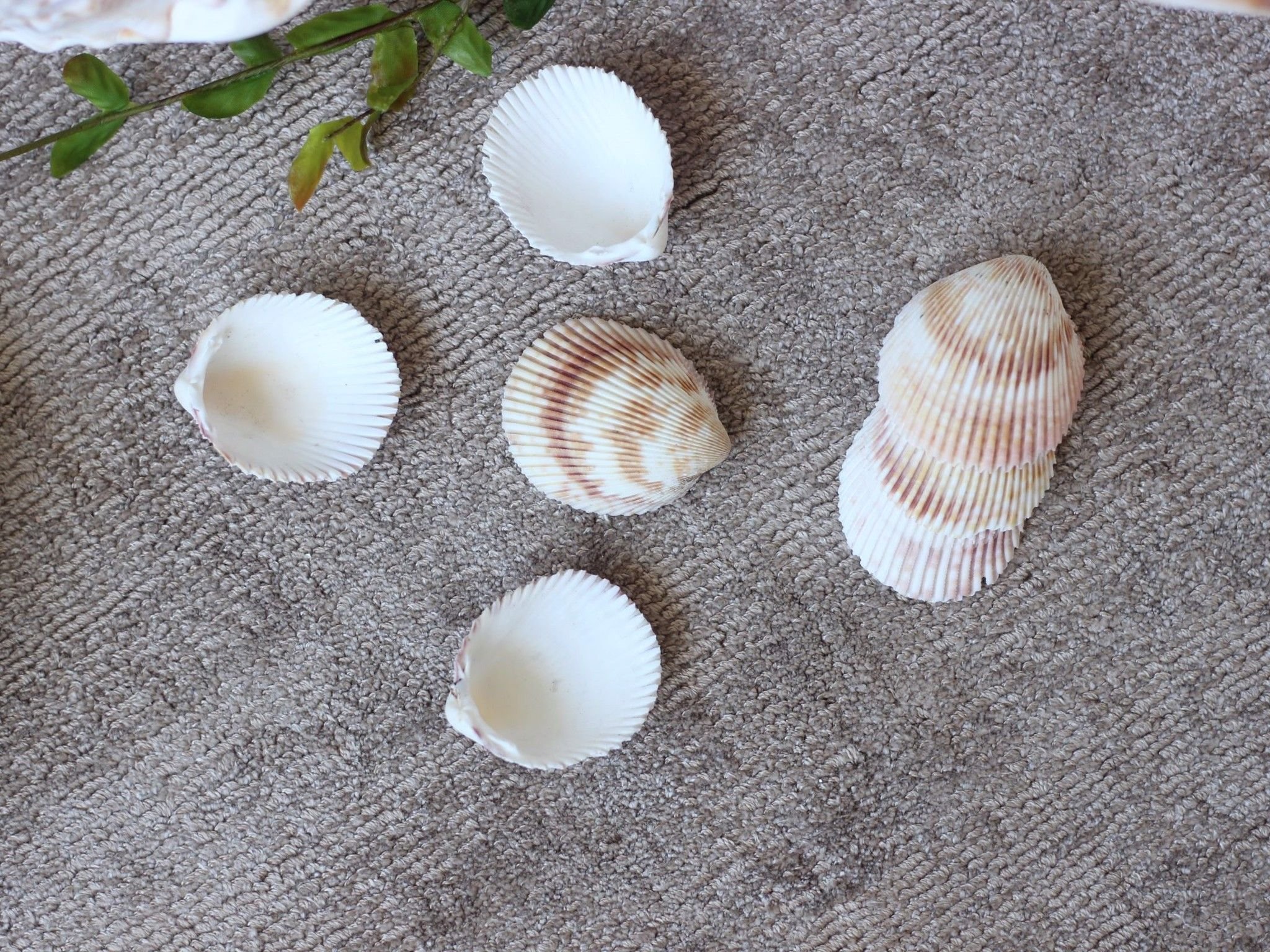 Vỏ sò dương (nguyên liệu trang trí) – Vu Seashells - Mỹ Nghệ Vỏ Sò ...