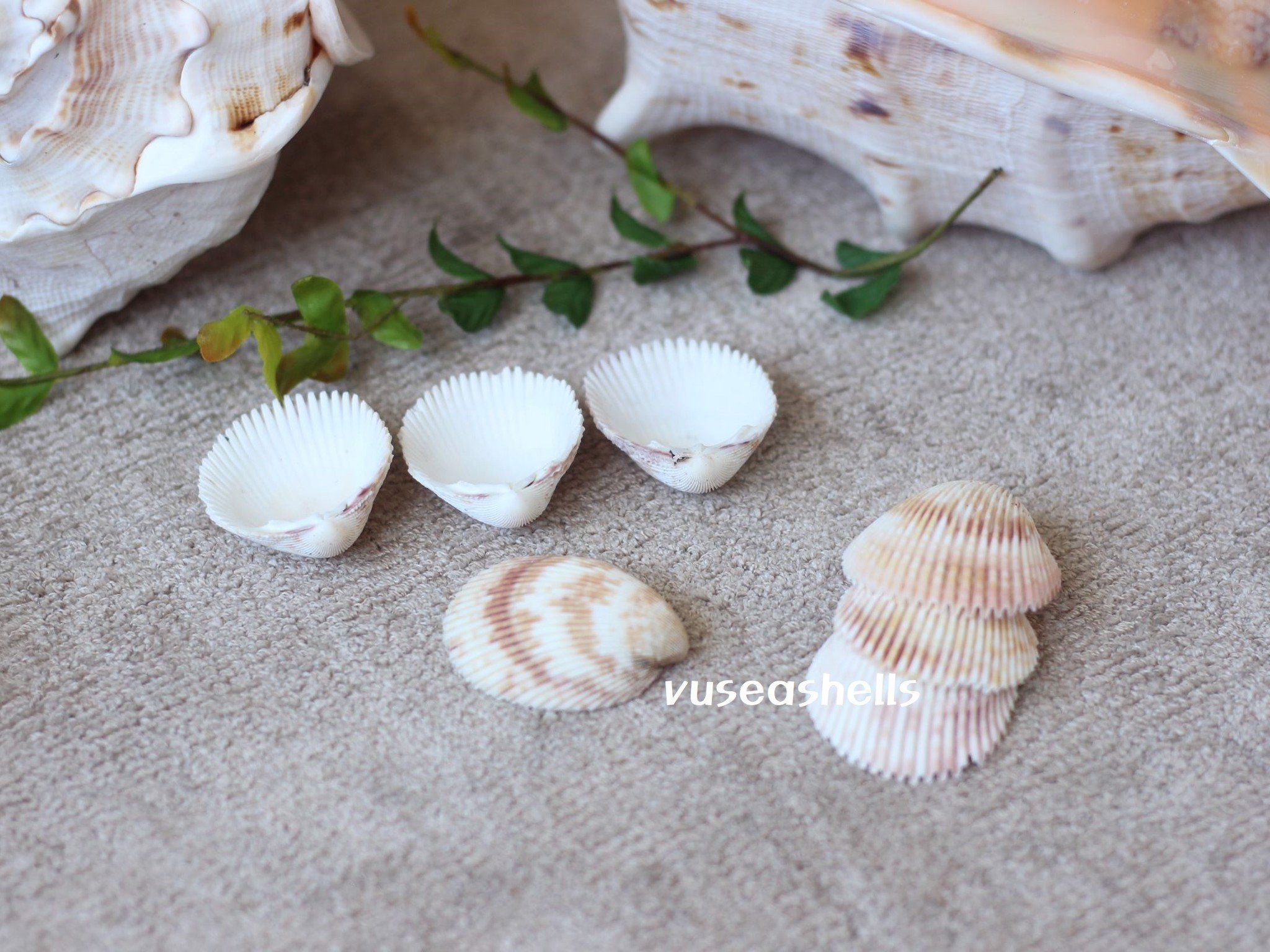 Vỏ sò dương (nguyên liệu trang trí) – Vu Seashells - Mỹ Nghệ Vỏ Sò ...