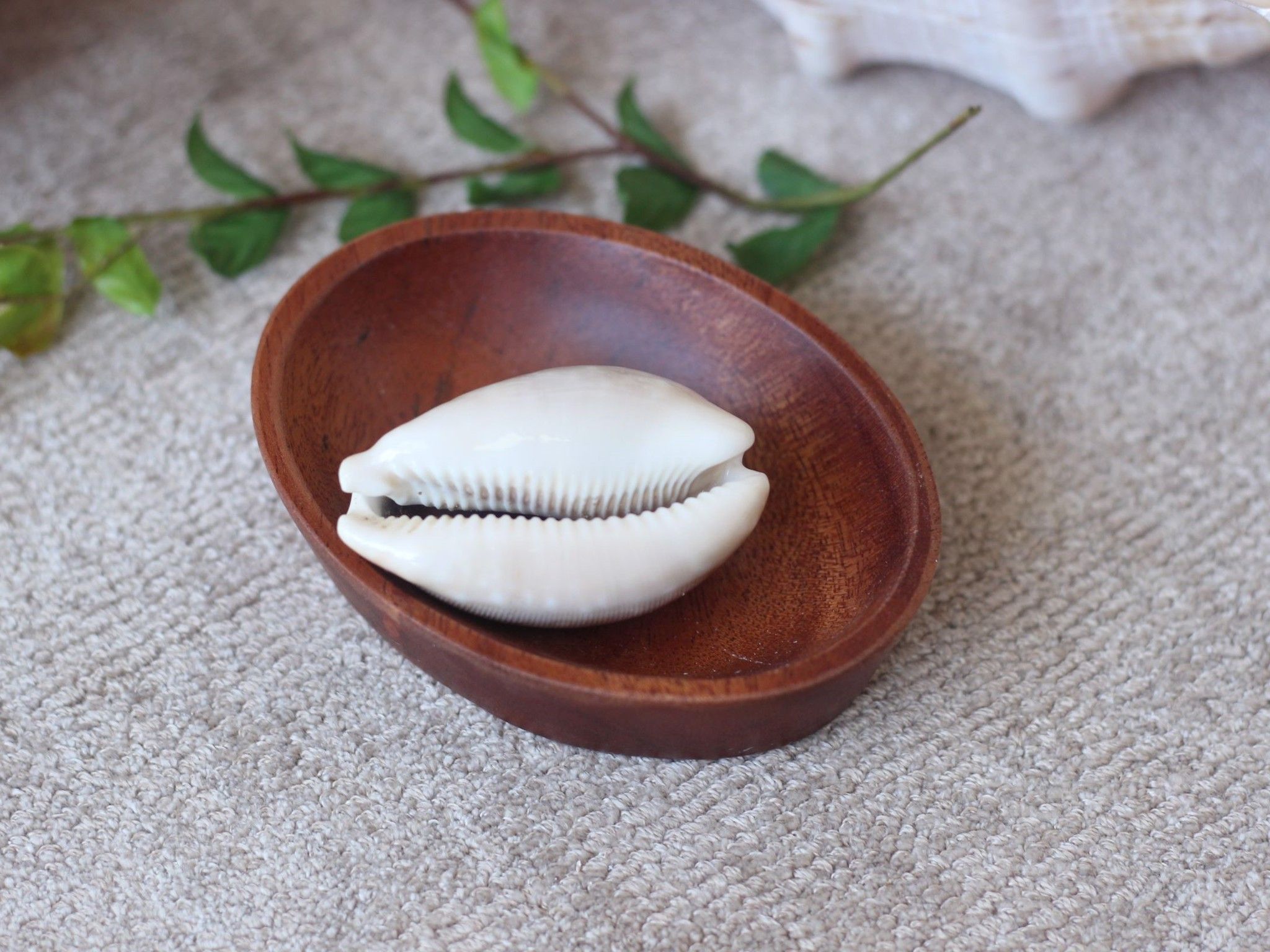  Ốc Heo chấm bi / Calf Cowries(2 con/ pcs) 