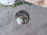  Vỏ Ốc Sát Đen (1 miếng) 