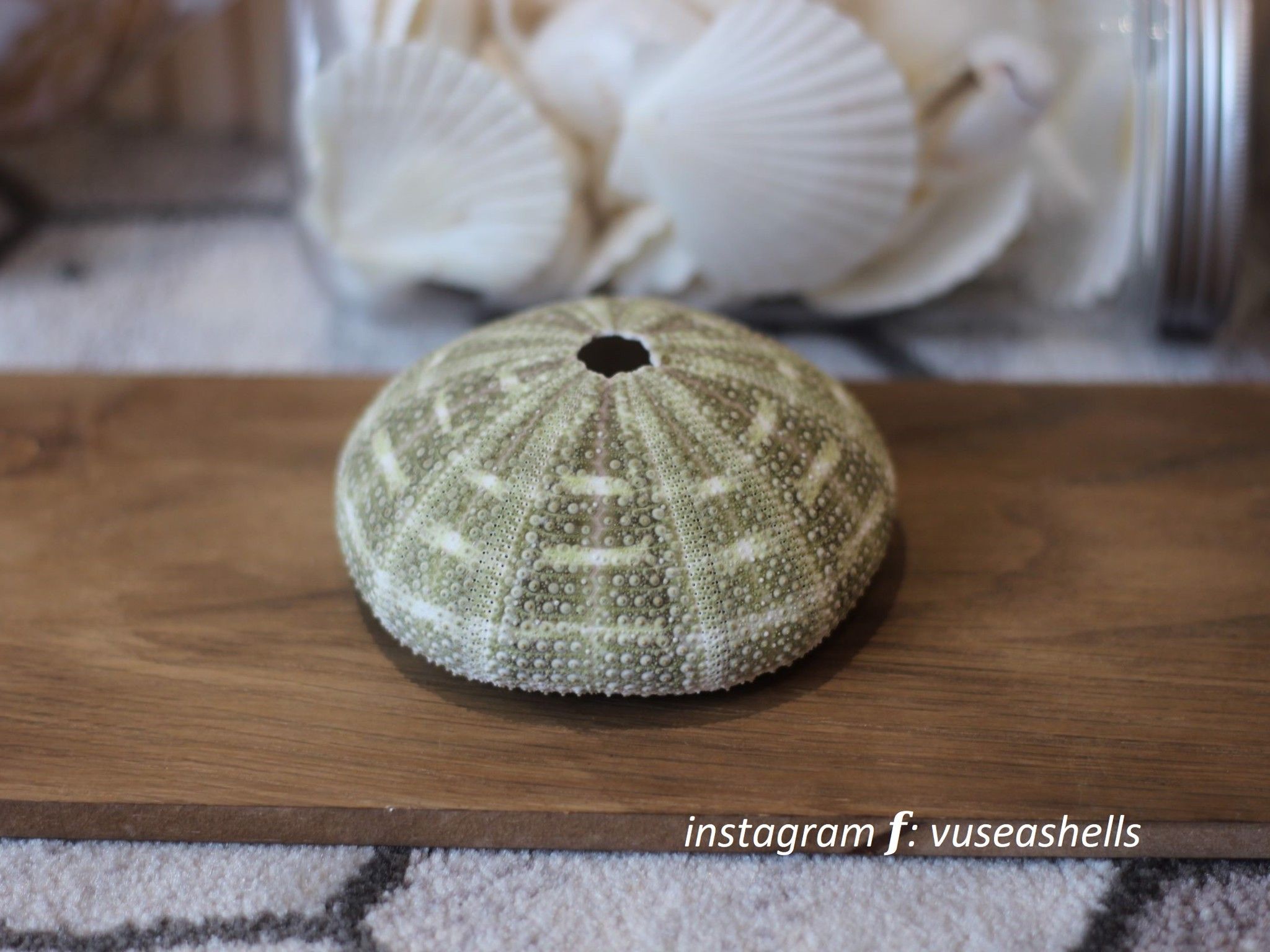  Vỏ Nhum Xanh - Sea Urchin Shell (Green) 