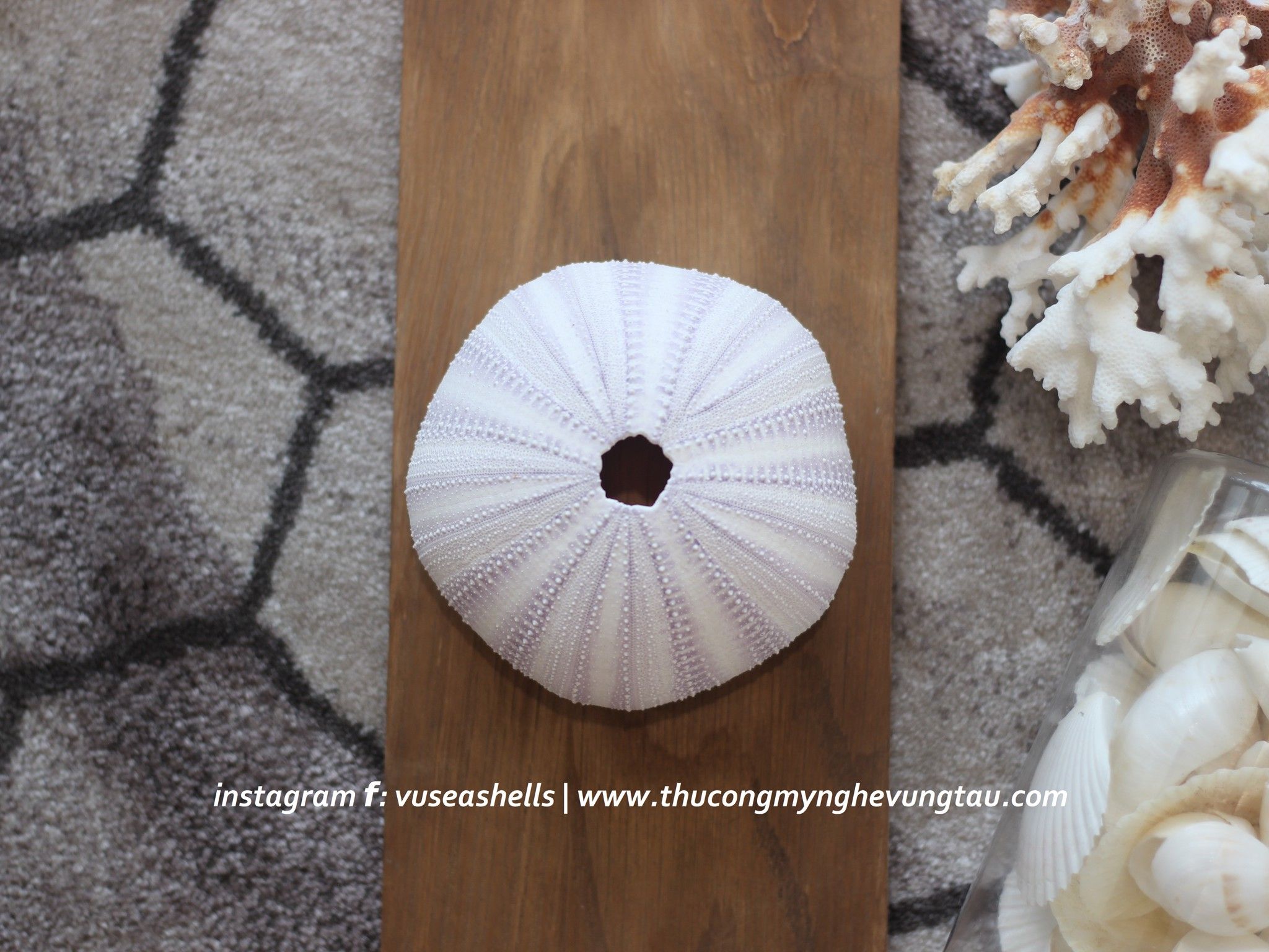  Vỏ Nhum Tím  - Sea Urchin Shell (Purple) 