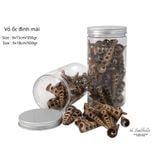  Vỏ Ốc Biển - Hủ Vỏ Ốc Đinh Mài - Dùng Trong Trang Trí - Decor Chụp Ảnh 