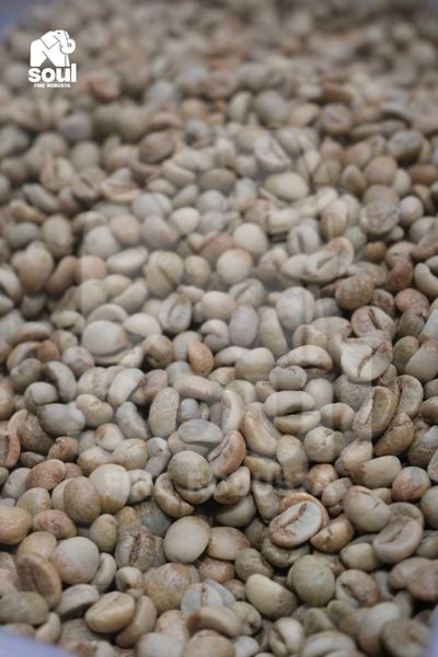  [SOLD OUT] CÀ DÂY - Natural - Vietnam Fine Robusta 