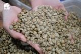  [SOLD OUT] CÀ DÂY - Natural - Vietnam Fine Robusta 