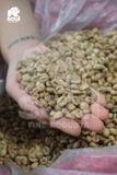  [SOLD OUT] CÀ DÂY - Natural - Men Rượu cần (Can Wine) - Vietnam Fine Robusta 2024 