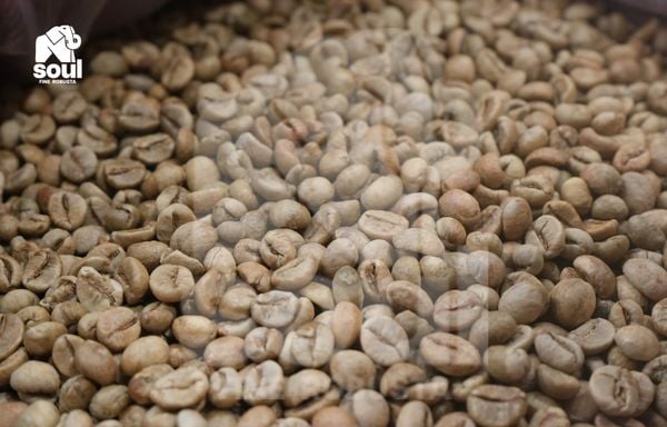  [SOLD OUT] CÀ DÂY - Natural - Men Rượu cần (Can Wine) - Vietnam Fine Robusta 2024 