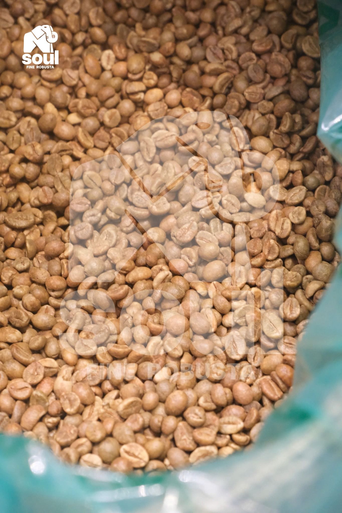  [SOLD OUT] Cà Sẻ - Natural - Men Bia - Vietnam Fine Robusta 2024 