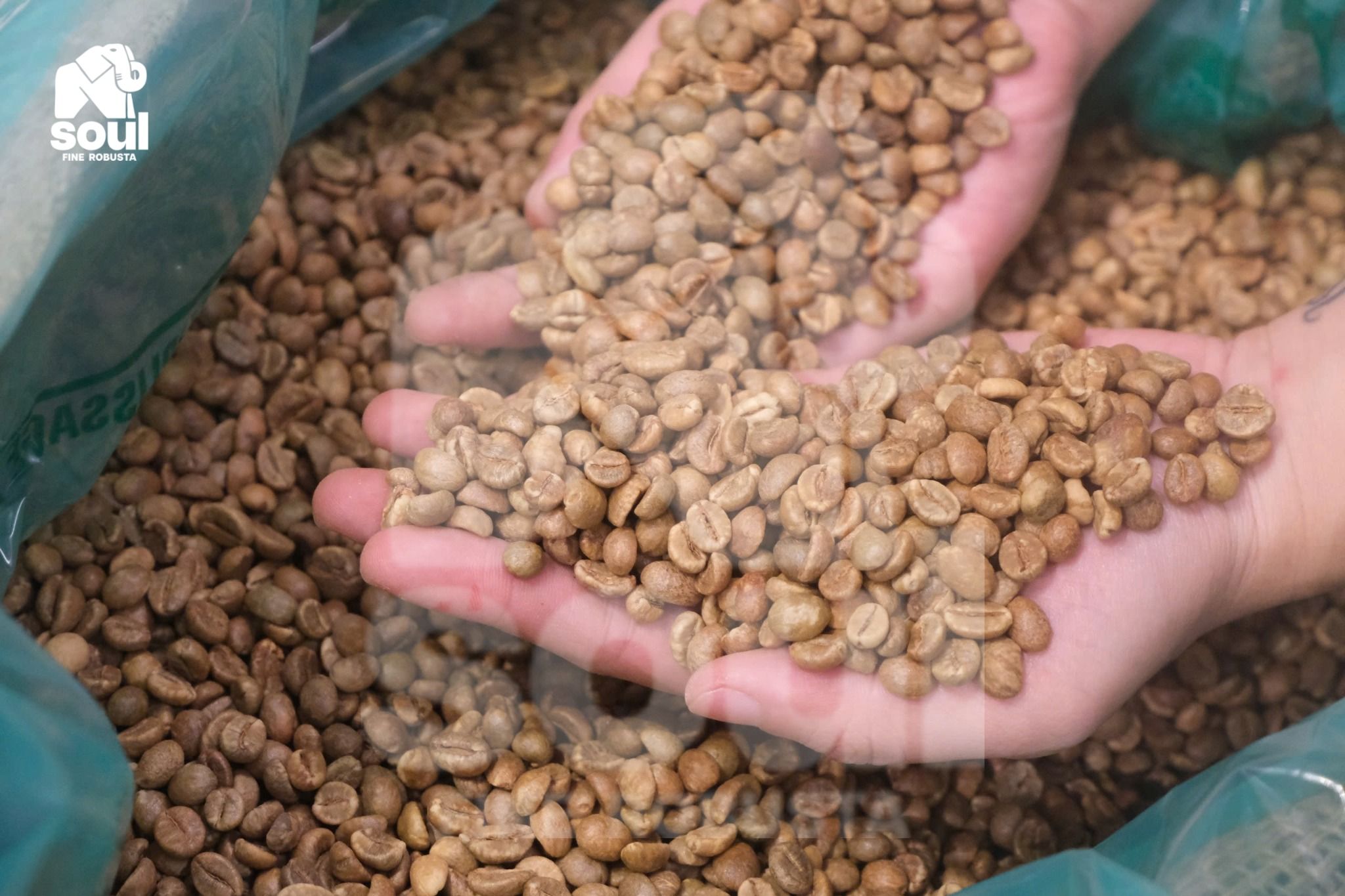  [SOLD OUT] Cà Sẻ - Natural - Men Bia - Vietnam Fine Robusta 2024 