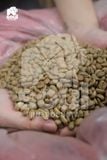  Robusta - TR - Natural - Anaerobic - Vietnam Fine Robusta 