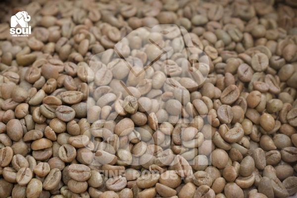  Fine Robusta - TR - Natural - Anaerobic 