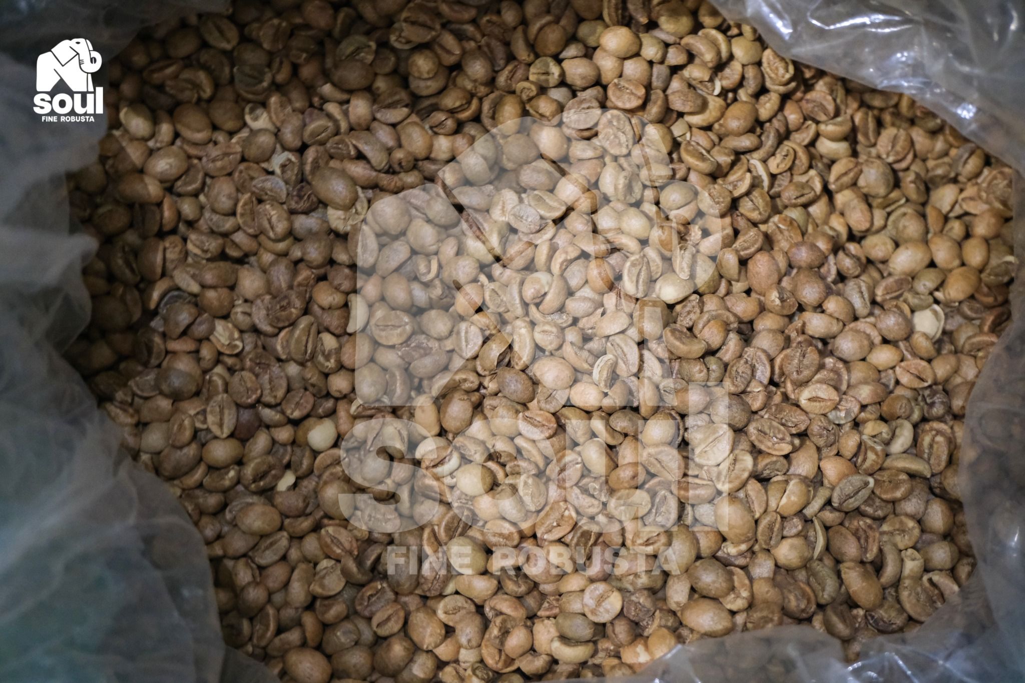  [SOLD OUT] TR - Natural - Men Địa Phương - CQI 86.83 - Top 1 Cà Nhân Xanh Việt Nam - Vietnam Fine Robusta 