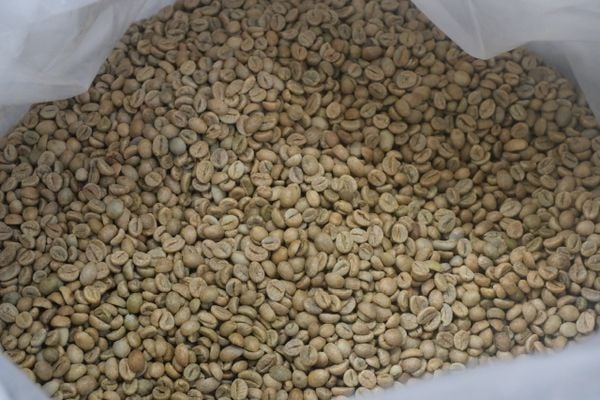  Robusta - Red Honey - Vietnam Premium Robusta 