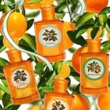 Nước Hoa Nữ Monotheme Il Libro Degli Agrumi Zagara EDT 100ml