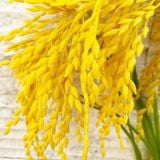 Cành Bông Lúa Vàng Cao Cấp Sunflower