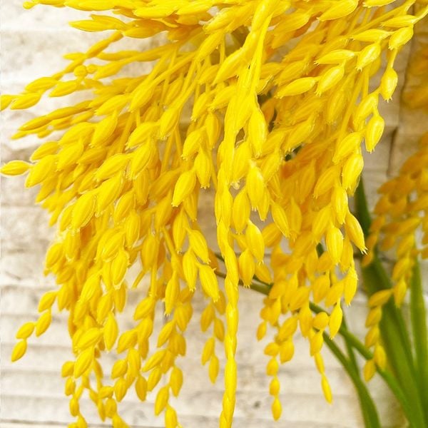 Cành Bông Lúa Vàng Cao Cấp Sunflower