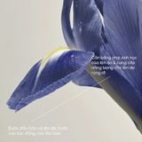 (HSD: 4/2027) Combo 2 Tinh Chất Phục Hồi Năng Lượng Làn Da The History Of Whoo Royal Regina Energetic Repair Serum 10Mlx2