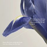 Tinh Chất Phục Hồi Năng Lượng Làn Da The History Of Whoo Royal Regina Energetic Repair Serum 10Ml