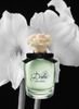 D&G Dolce for women