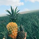 IQF PINEAPPLE