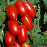PICKLED CHERRY TOMATOES