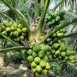 FRESH COCONUT