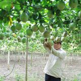 PASSION FRUIT IQF