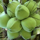 FRESH COCONUT