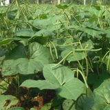 GREEN BEAN