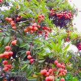 LYCHEE