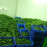FRESH LEMON IQF