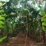 BANANA