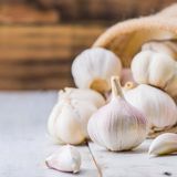 GARLIC