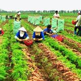 Cà rốt đông lạnh