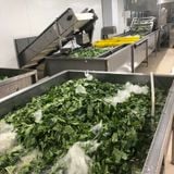 IQF LEAF MUSTARD