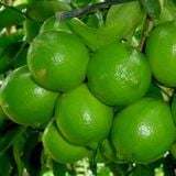 FRESH LEMON IQF