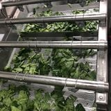 IQF LEAF MUSTARD