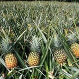 PINEAPPLE DRENCH SUGAR WATER