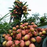 LYCHEE