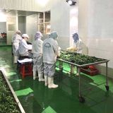 IQF LEAF MUSTARD