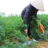 Cà rốt đông lạnh