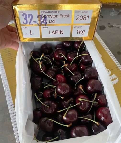 Cherry Tasmania Big Red Vip Size 32-34- box 1kg.