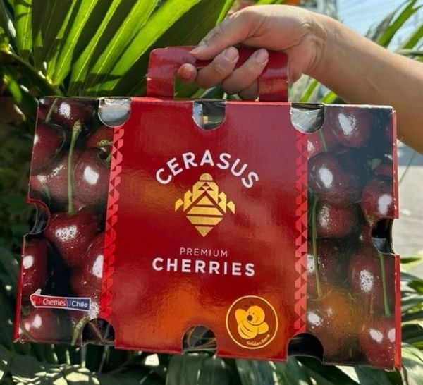 Cherry Chille Cerasus con ong size 2J - Thùng 2.5kg