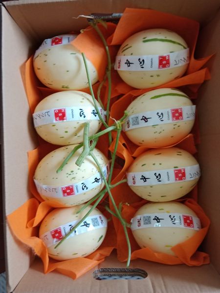 Dưa sữa Nhật
