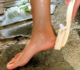  Cây chà gót xơ mướp Vi Lâm (21cm) 