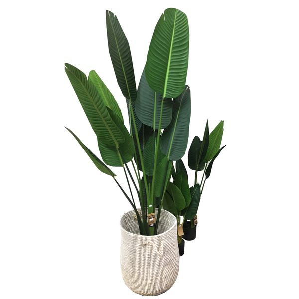 Cây giả - Cây chuối cảnh CAY1