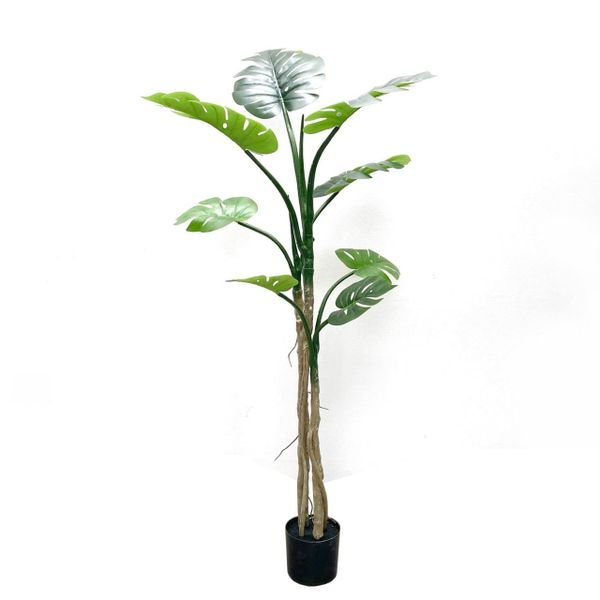 Cây giả - Cây trầu bà CAY2