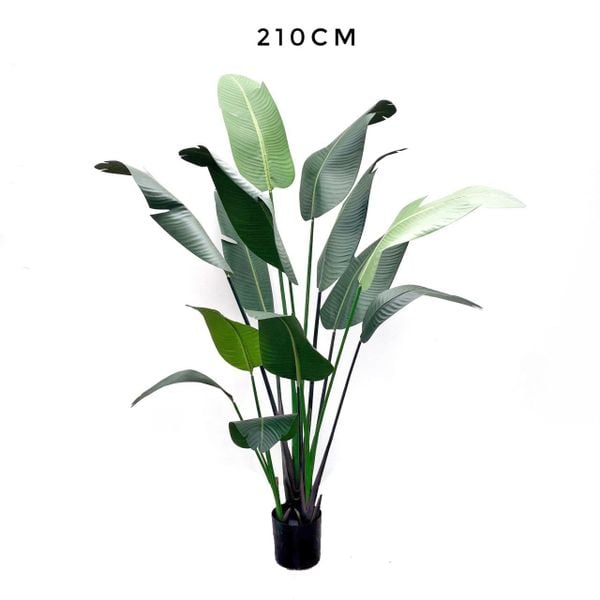 Cây giả - Cây chuối cảnh CAY1